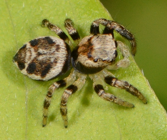 Evarcha-falcata-juv-2