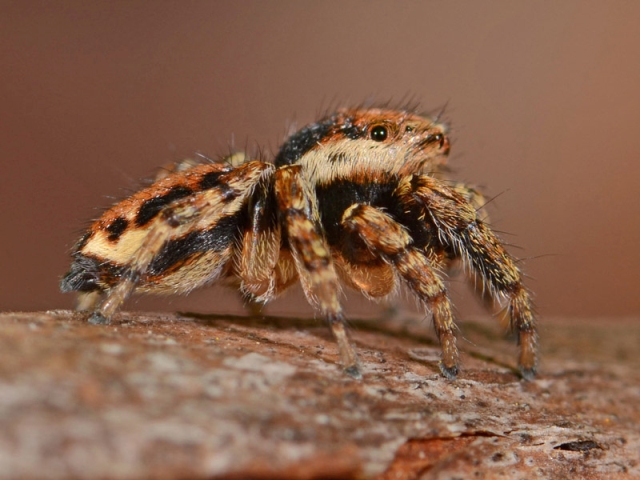 Evarcha-falcata-male-cote