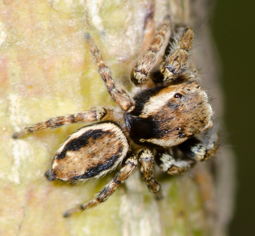 Evarcha-falcata-male-dos