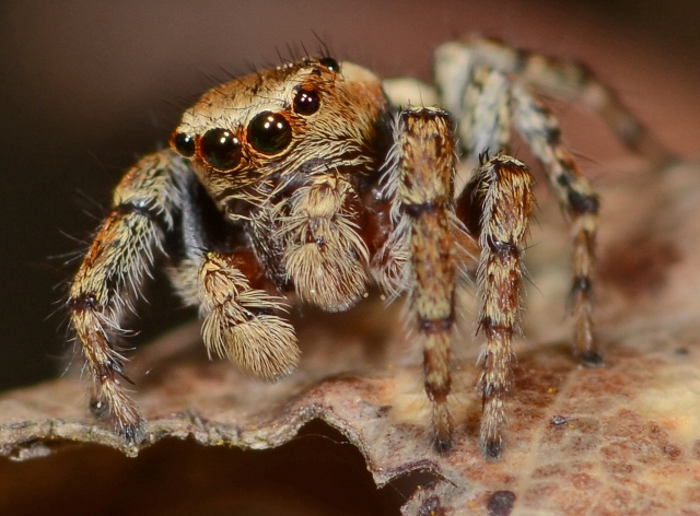 Evarcha-falcata-male-face