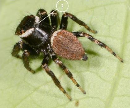 Evarcha-jucunda-male--2