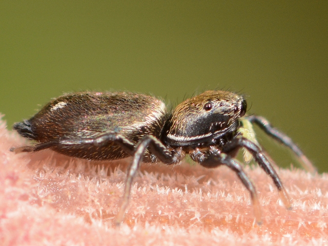 Heliophanus-aeneus-fem-cote