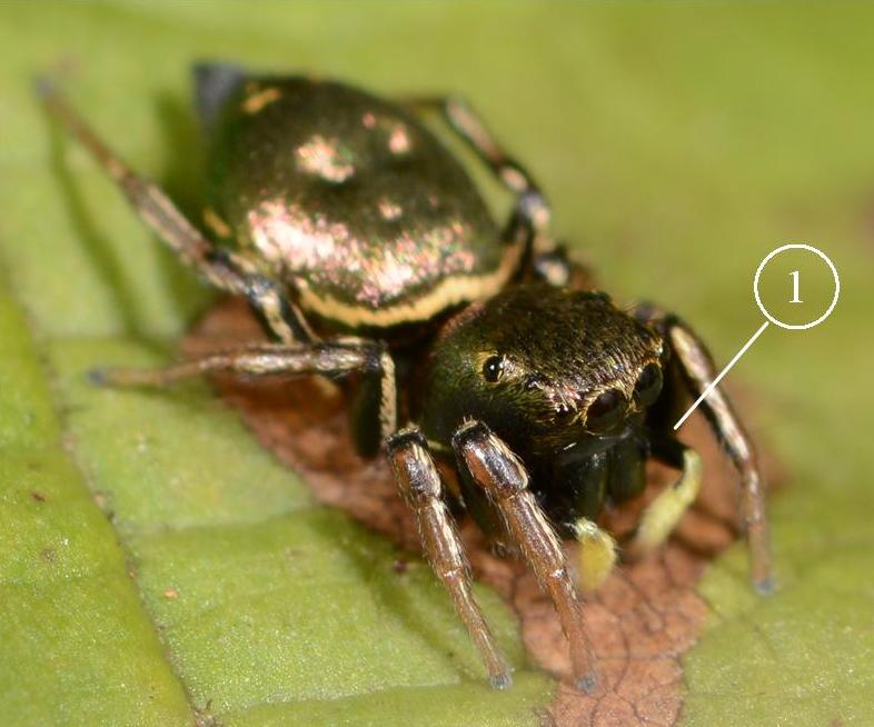 Heliophanus-aeneus-fem-face