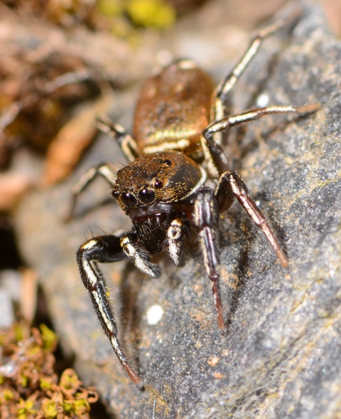 Heliophanus-aeneus-male-face