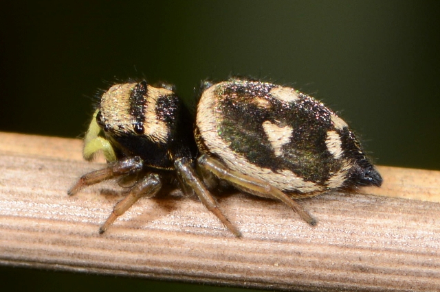 Heliophanus-apiatus-fem-cote