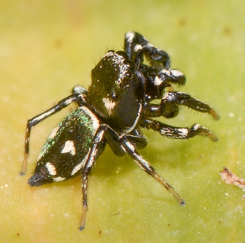 Heliophanus-apiatus-male-cote