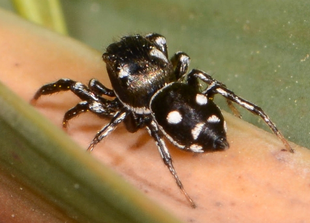 Heliophanus-apiatus-male-dos