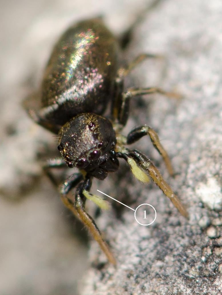 Heliophanus-auratus--fem-face