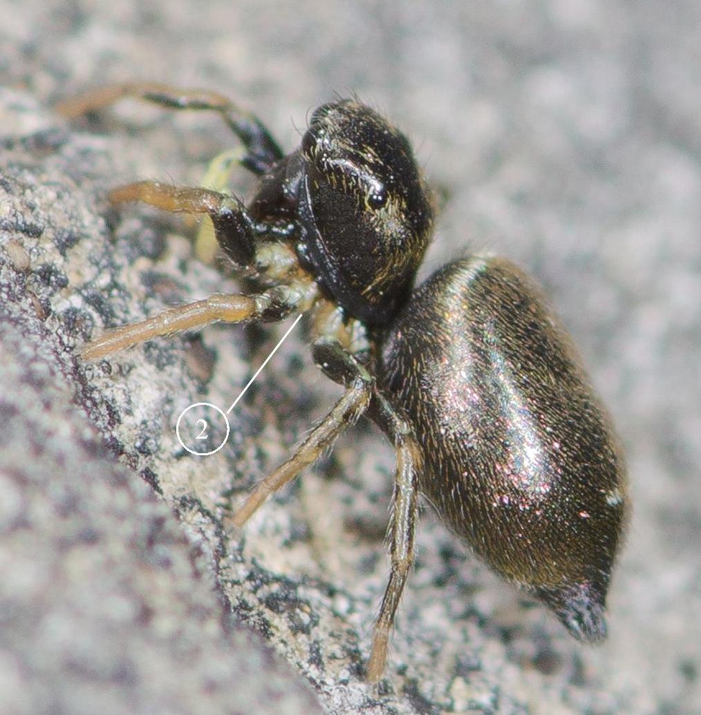 Heliophanus-auratus-fem-cote