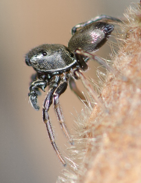 Heliophanus-auratus-male-cote