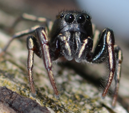 Heliophanus-auratus-male-face