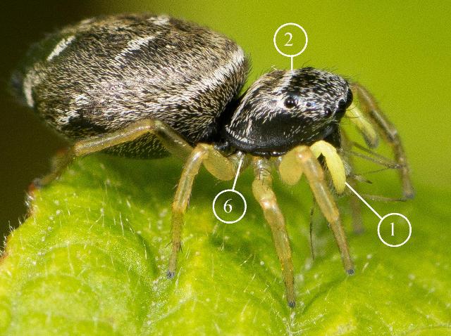 H-cupreus-fem-cot