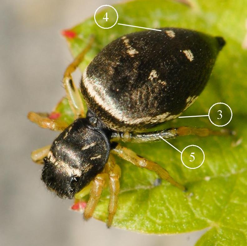 Heliophanus-cupreus-fem-dos