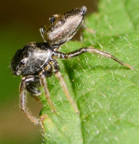 Heliophanus-cupreus-male-cote