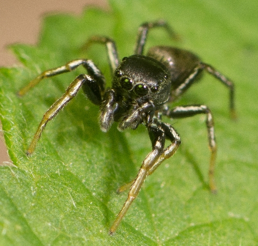 Heliophanus-cupreus-male-face