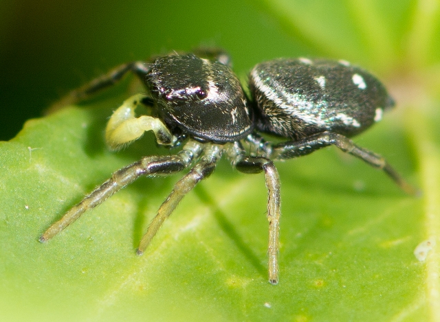 Heliophanus-cupreus-male-juv