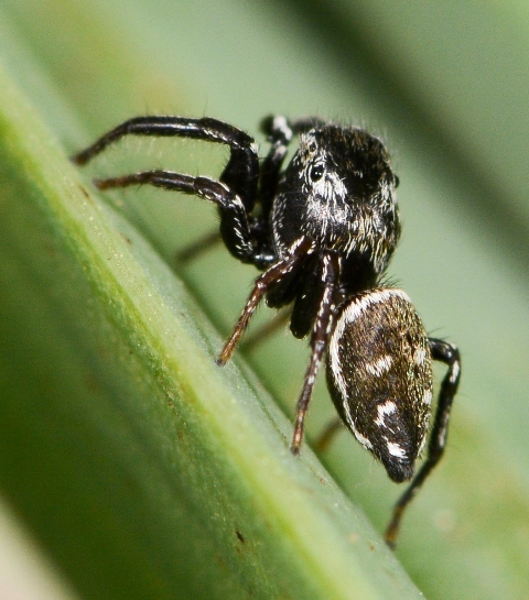 Heliophanus-flavipes-corsicus