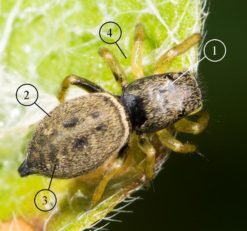 Heliophanus-flavipes-fem-dos