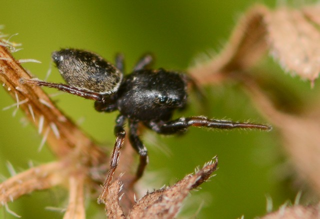 Heliophanus-flavipes-male-cote