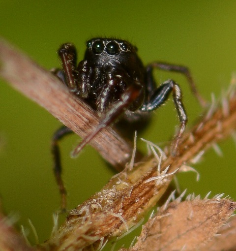 Heliophanus-flavipes-male-face
