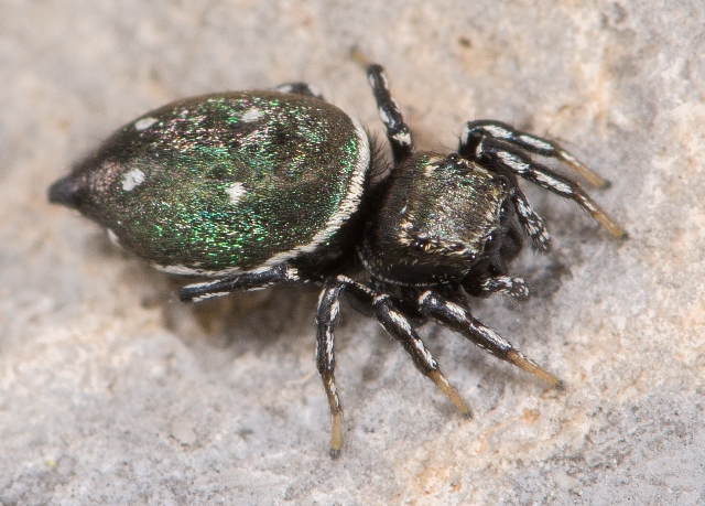 Heliophanus-kochii-fem-verte