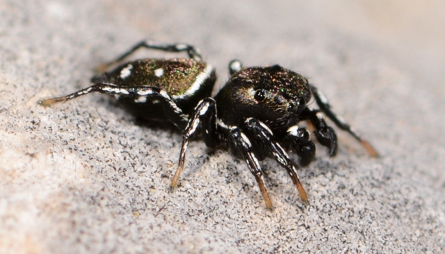 Heliophanus-kochii-male-cote-2
