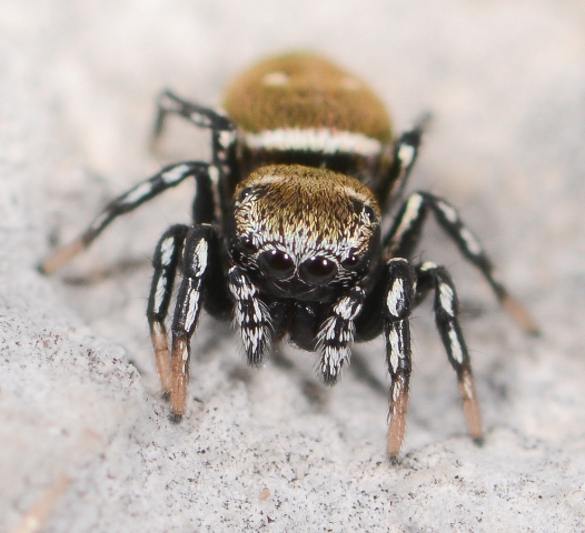 Heliophanus-kochii-male-face