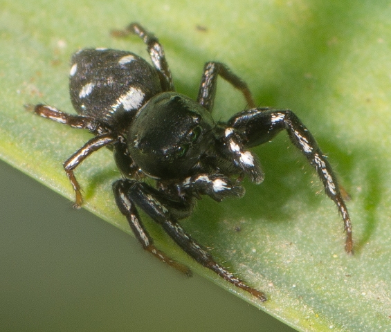Heliophanus-lineiventris-1