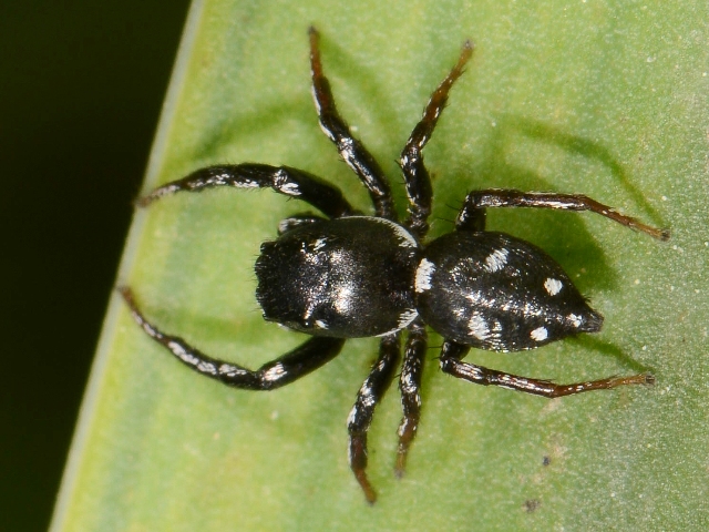 Heliophanus-lineiventris-2