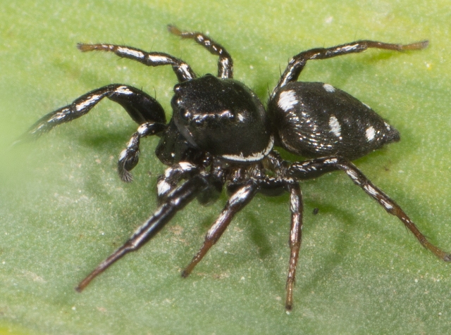 Heliophanus-lineiventris-3