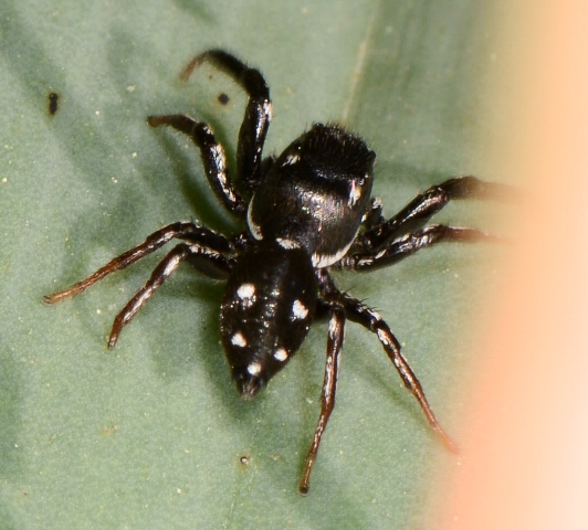 Heliophanus-lineiventris-4