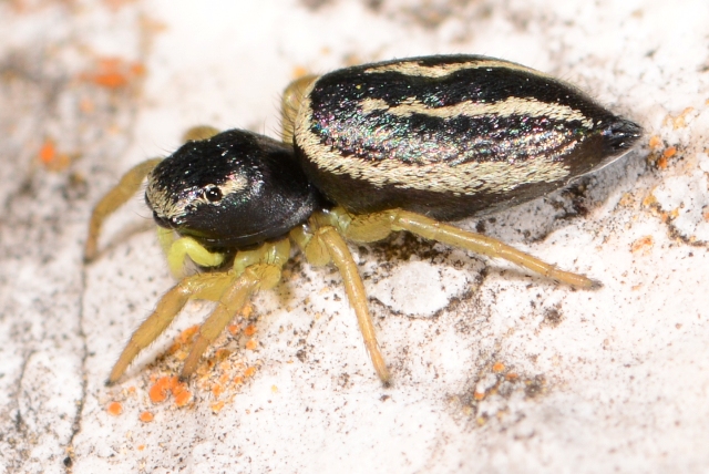 Heliophanus-melinus-fem-cote-2