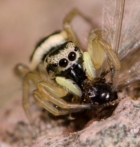 Heliophanus-melinus-fem-face