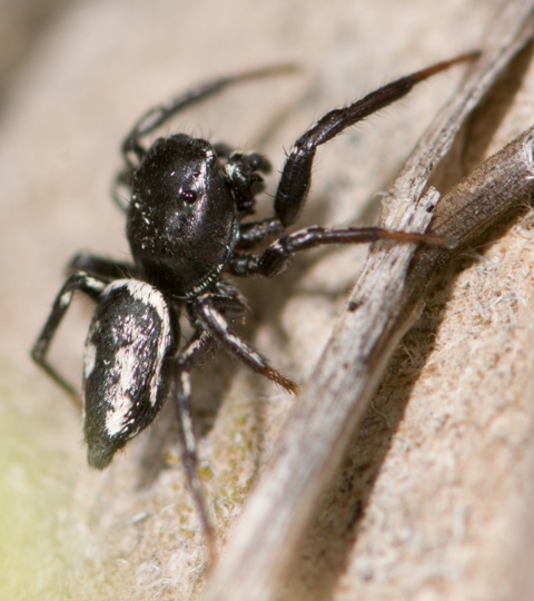 Heliophanus-melinus-male-cote