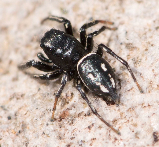 Heliophanus-melinus-male-dos