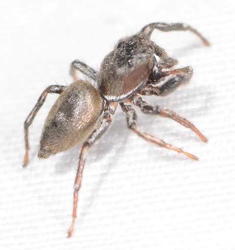Heliophanus-patagiatus-1