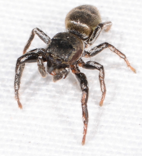 Heliophanus-patagiatus-2
