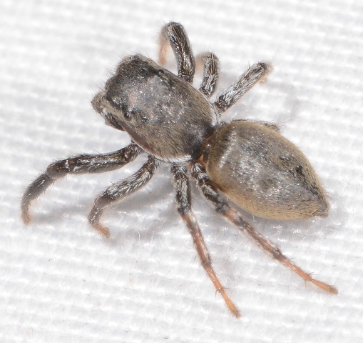 Heliophanus-patagiatus-3