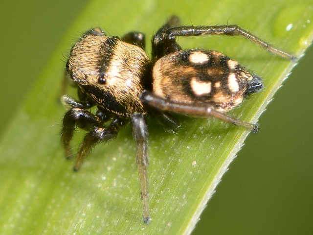 Heliophanus-rufithorax-fem