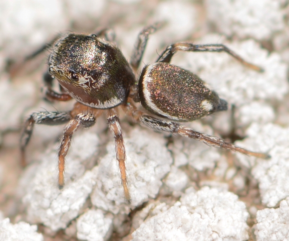 Heliophanus-rufithorax-male-1
