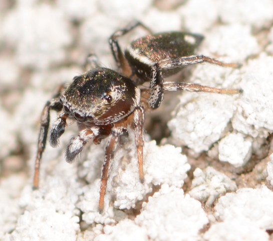 Heliophanus-rufithorax-male-2