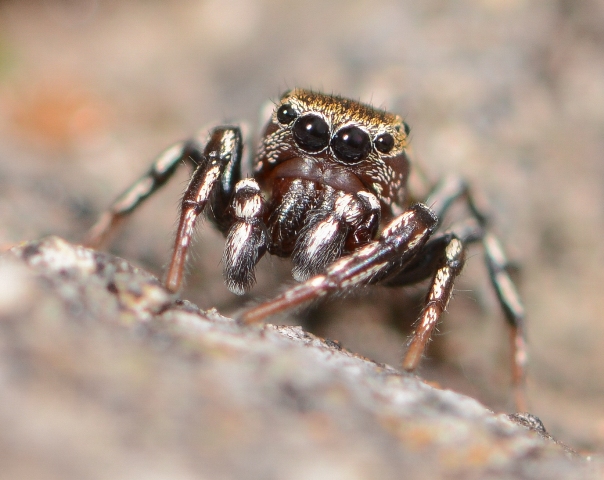 H-tribulosus-male-1