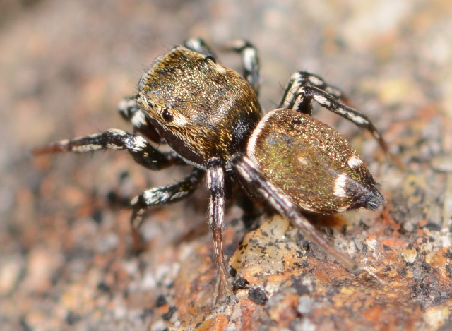 H-tribulosus-male-2