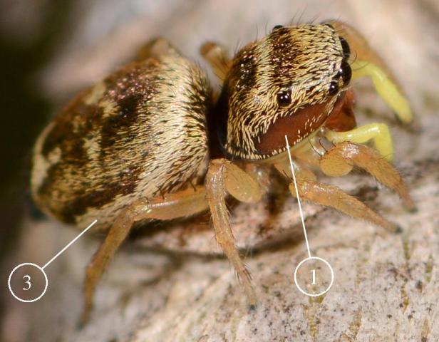Heliophanus-tribulosus---Copie