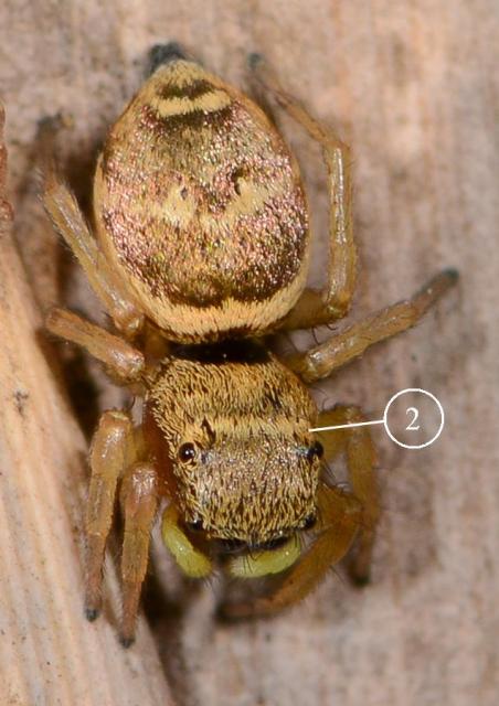 Heliophanus-tribulosus-fem-dos