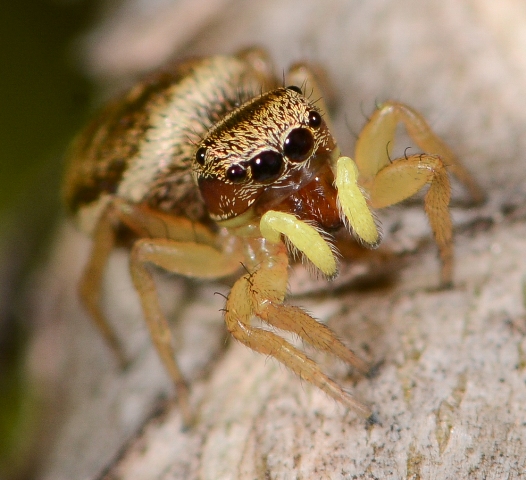 Heliophanus-tribulosus-fem-face