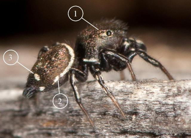 Heliophanus-tribulosus-male-