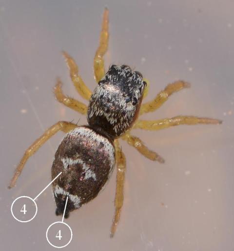 Heliophanus-tribulosus-male-dos