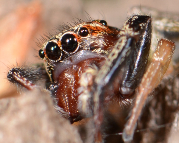 Icius-hamatus--male-face