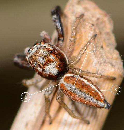 Icius-hamatus-male-dos